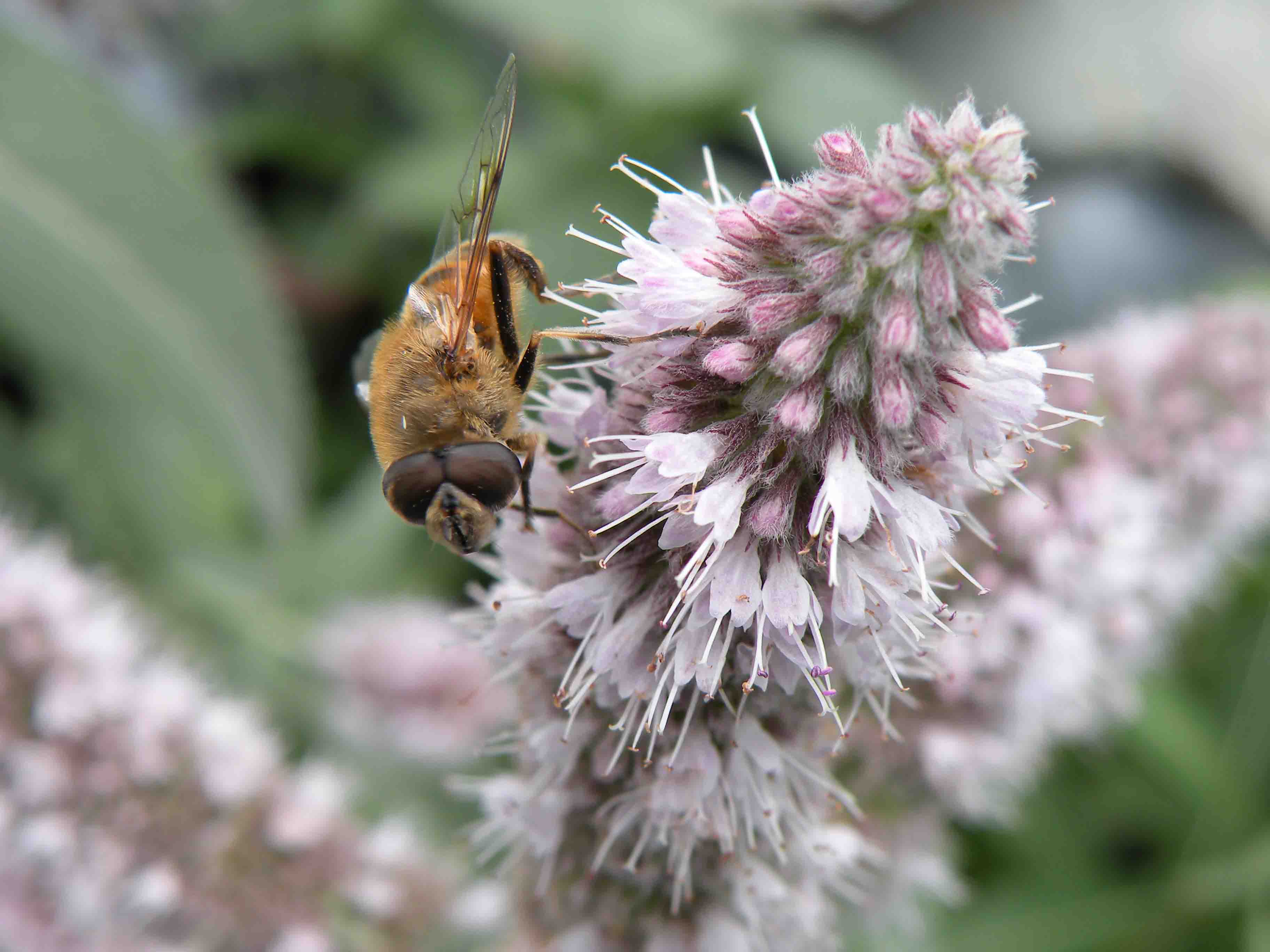 Mentha longifolia / Menta selvatica